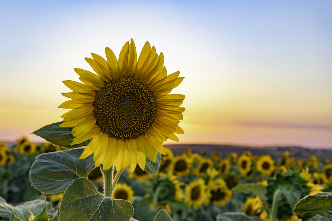 Summer just started — here’s why you should be thinking about fall withdrawals